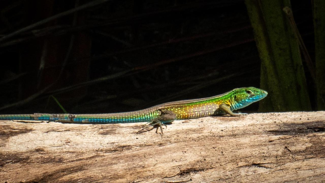 ホテル Lote 10 Glamping Guachaca エクステリア 写真