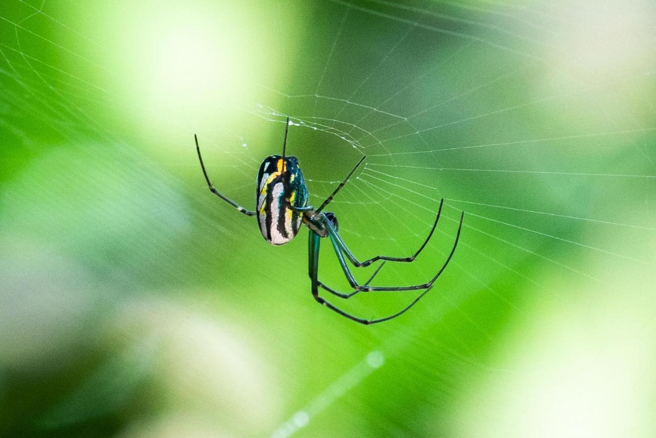 ホテル Lote 10 Glamping Guachaca エクステリア 写真